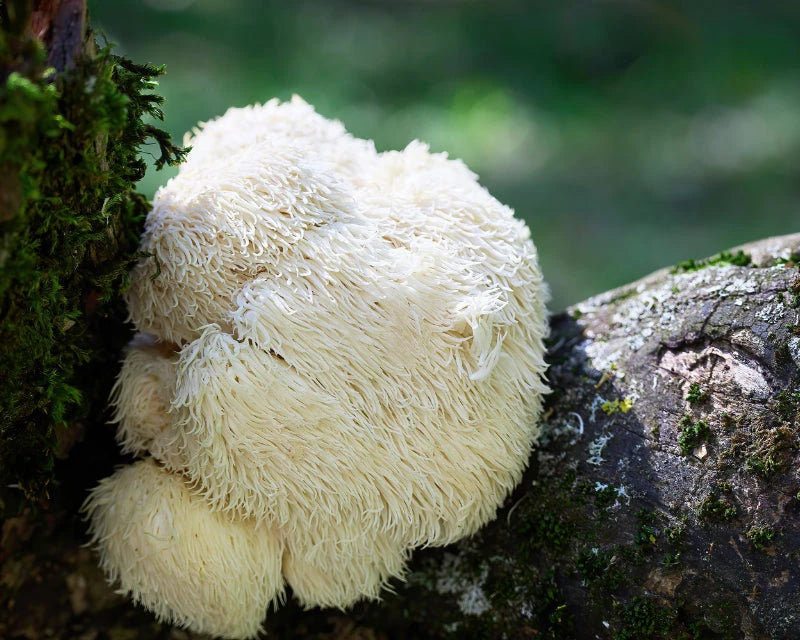 Lions Mane, Reino Fungi, Fungi Mushrooms, Supplements, Peru, Sacret Valley