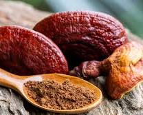 Reishi Tea, Reishi, Reino Fungi, Fungi Mushrooms, Supplements, Peru, Sacret Valley