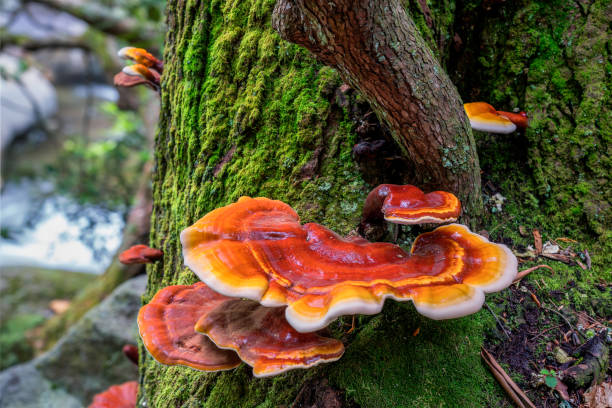 Fungi Power Tonico Inmunológico