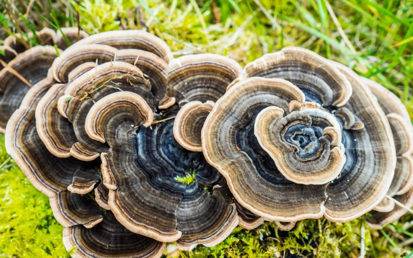 Fórmula de Resiliencia Trametes
